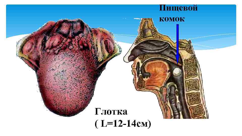 Пищевой комок Глотка ( L=12 -14 см) 