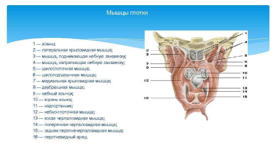 Глотка мышцы глотки. Констрикторы глотки анатомия.