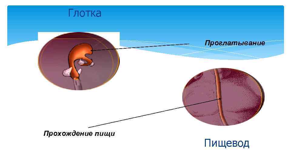 Глотка Проглатывание Прохождение пищи Пищевод 