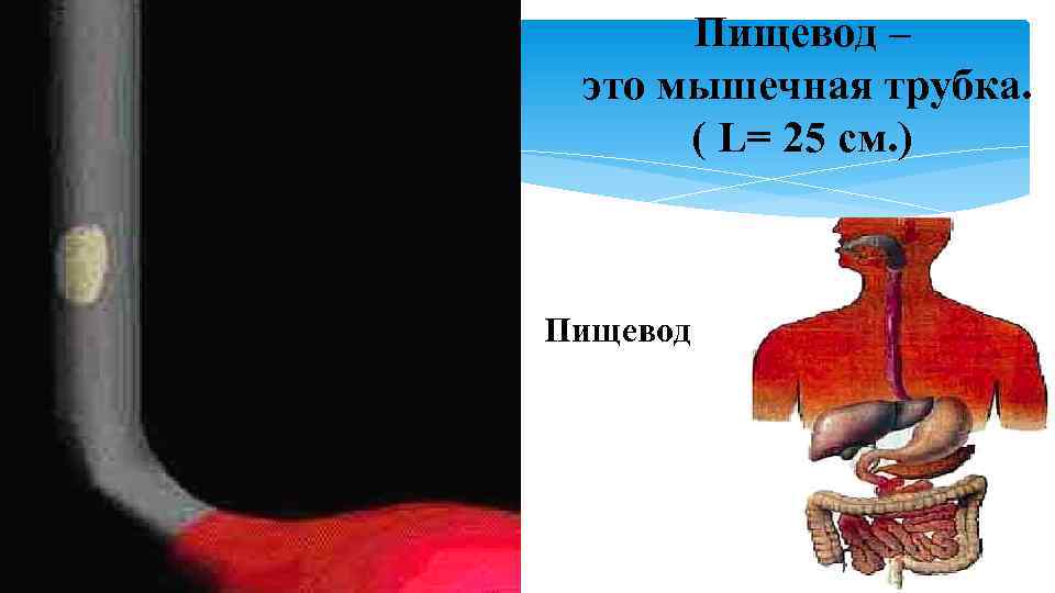 Пищевод – это мышечная трубка. ( L= 25 см. ) Пищевод 