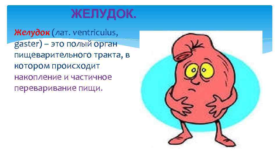 ЖЕЛУДОК. Желудок (лат. ventriculus, gaster) – это полый орган пищеварительного тракта, в котором происходит