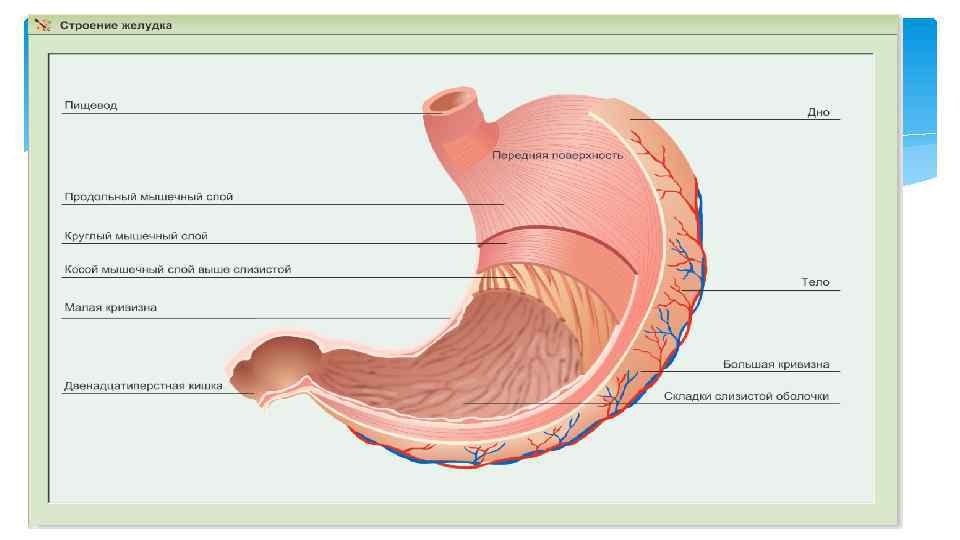 Послойное изображение желудка на латыни