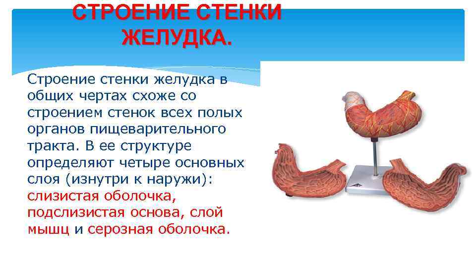 СТРОЕНИЕ СТЕНКИ ЖЕЛУДКА. Строение стенки желудка в общих чертах схоже со строением стенок всех