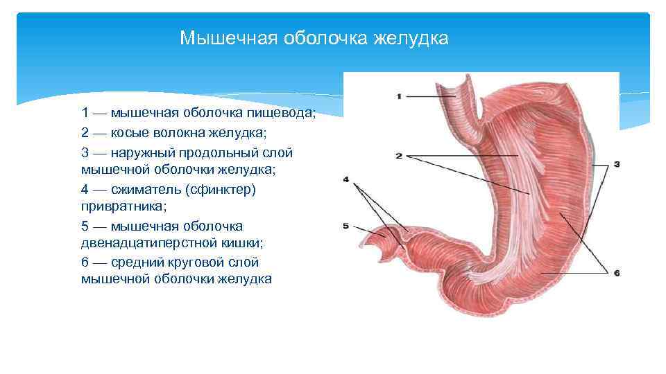 Что находится в мускульном желудке птицы. Оболочки стенки желудка анатомия. Строение мышечной оболочки желудка. Мышечная оболочка двенадцатиперстной кишки. Наружная серозная оболочка желудка.