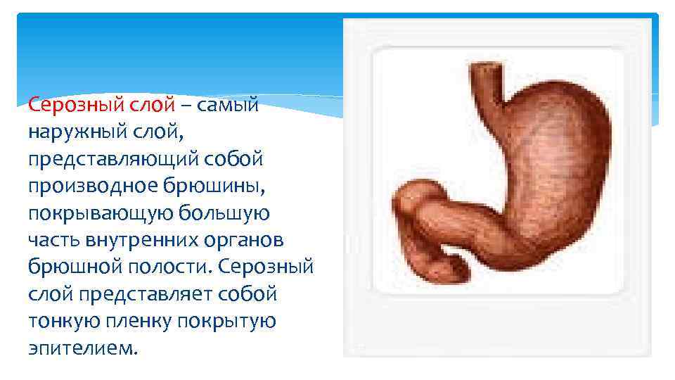 Серозный слой – самый наружный слой, представляющий собой производное брюшины, покрывающую большую часть внутренних