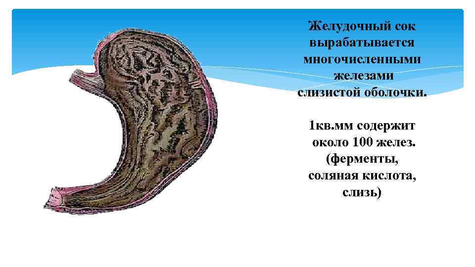 Желудочный сок вырабатывается многочисленными железами слизистой оболочки. 1 кв. мм содержит около 100 желез.
