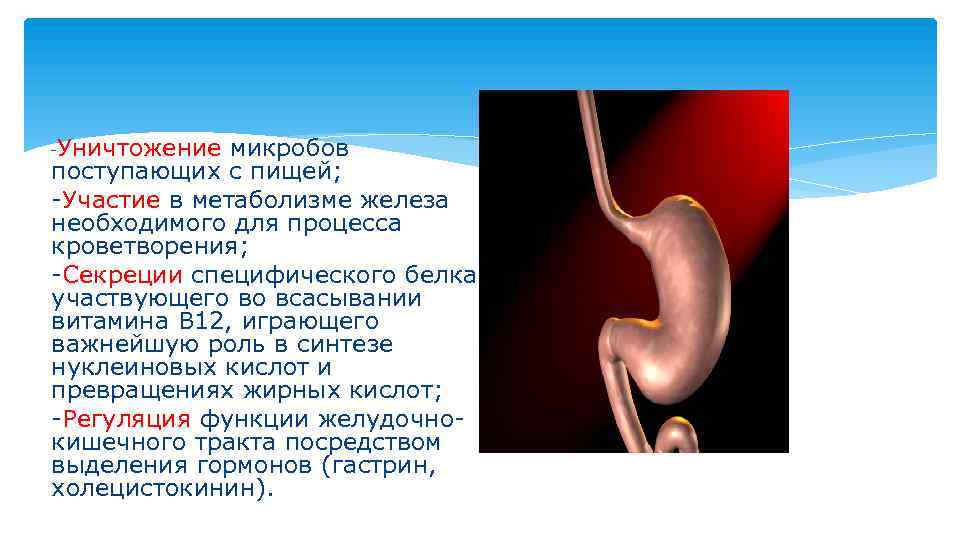 -Уничтожение микробов поступающих с пищей; -Участие в метаболизме железа необходимого для процесса кроветворения; -Секреции
