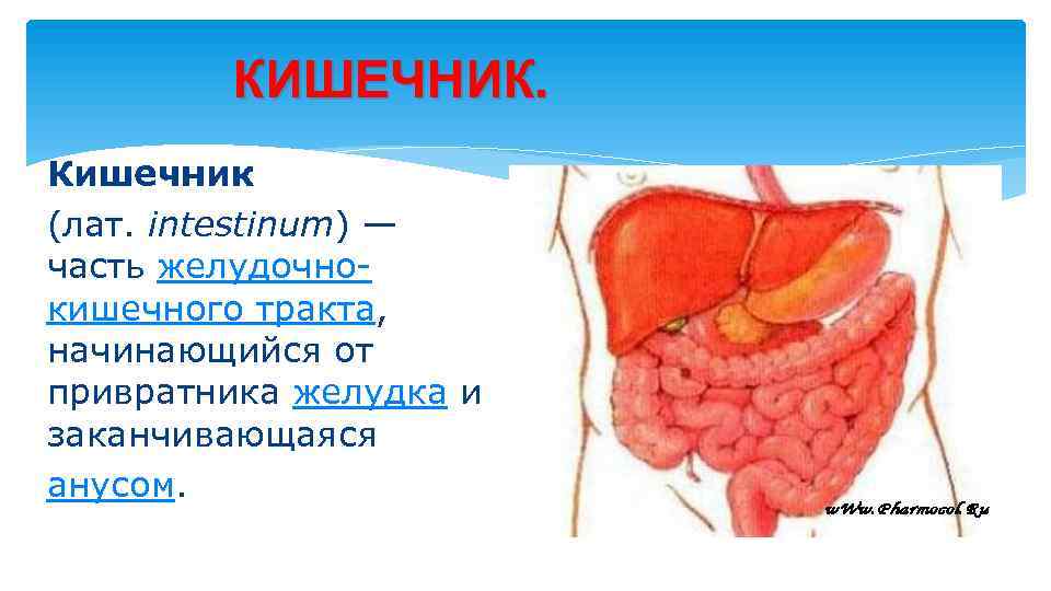 КИШЕЧНИК. Кишечник (лат. intestinum) — часть желудочнокишечного тракта, начинающийся от привратника желудка и заканчивающаяся