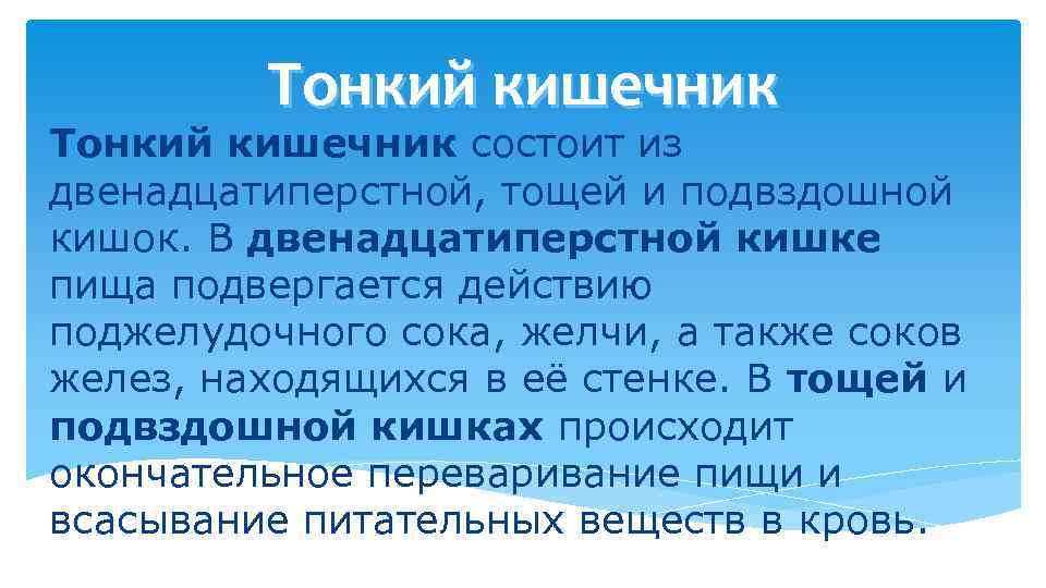 Тонкий кишечник состоит из двенадцатиперстной, тощей и подвздошной кишок. В двенадцатиперстной кишке пища подвергается
