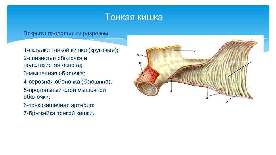 Складки слизистой