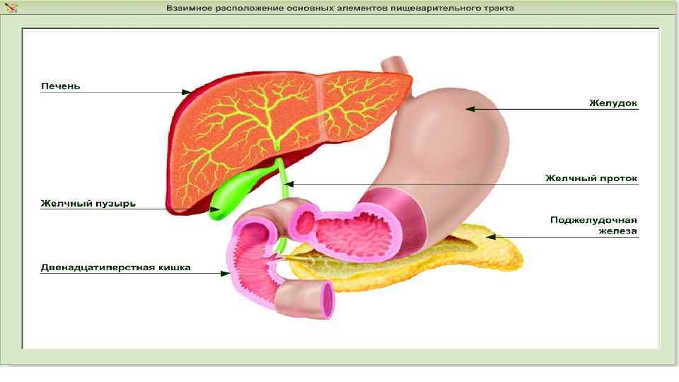 Пищеварительные железы ткани