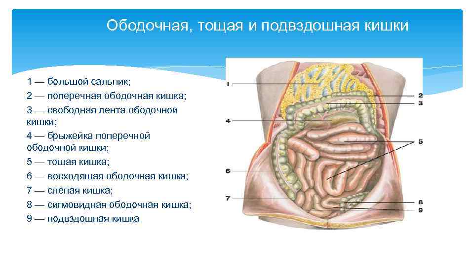 Подвздошная кишка. Тощая кишка и подвздошная кишка.