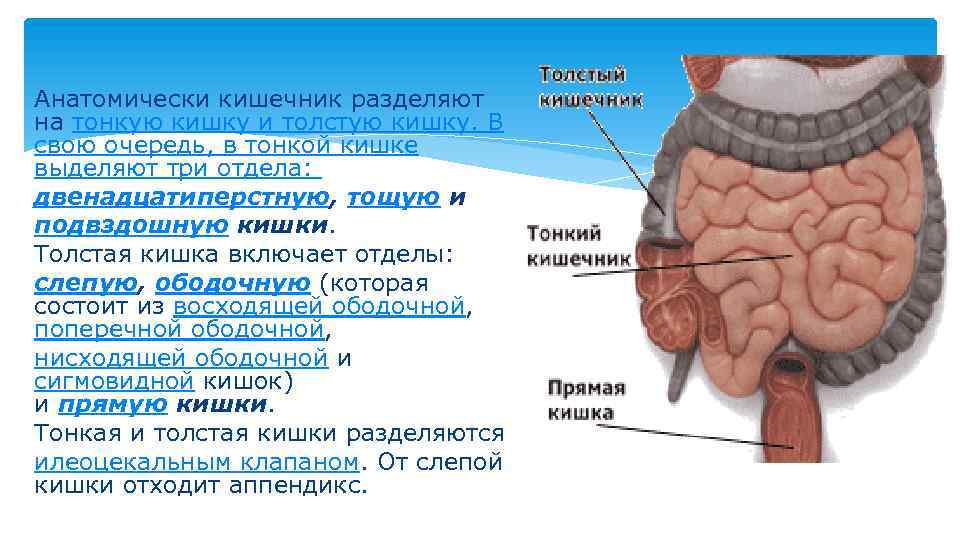 Длина кишечника у взрослого человека