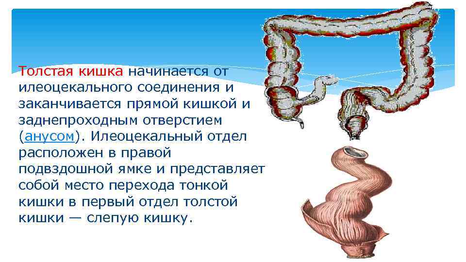 Сфинктеры толстой кишки схема