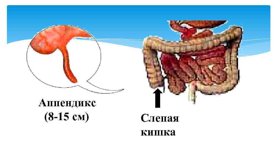 Аппендикс (8 -15 см) Слепая кишка 