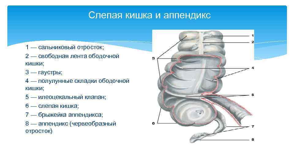 Анатомия слепая кишка фото
