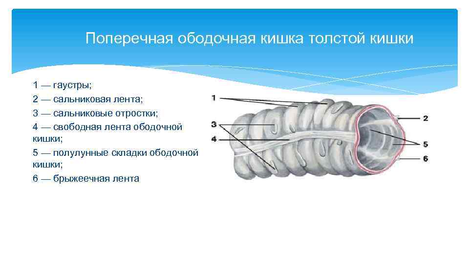 Что находится в зонах обозначенных на рисунке фрагмента тонкой кишки