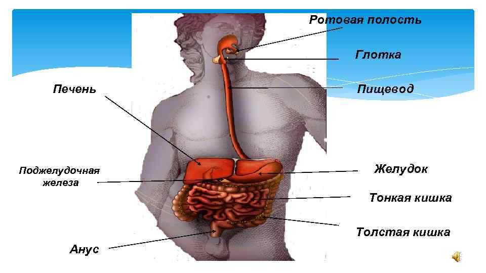 Расположение желудка и пищевода у человека фото