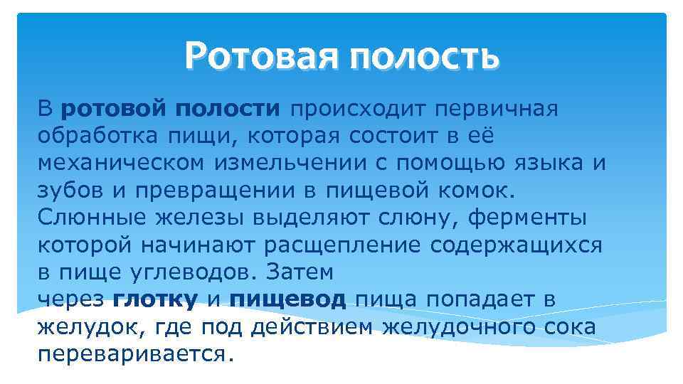 Ротовая полость В ротовой полости происходит первичная обработка пищи, которая состоит в её механическом