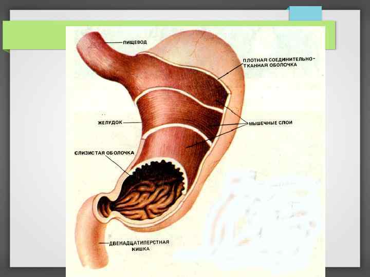Презентация по биологии пищеварение в желудке и двенадцатиперстной кишки