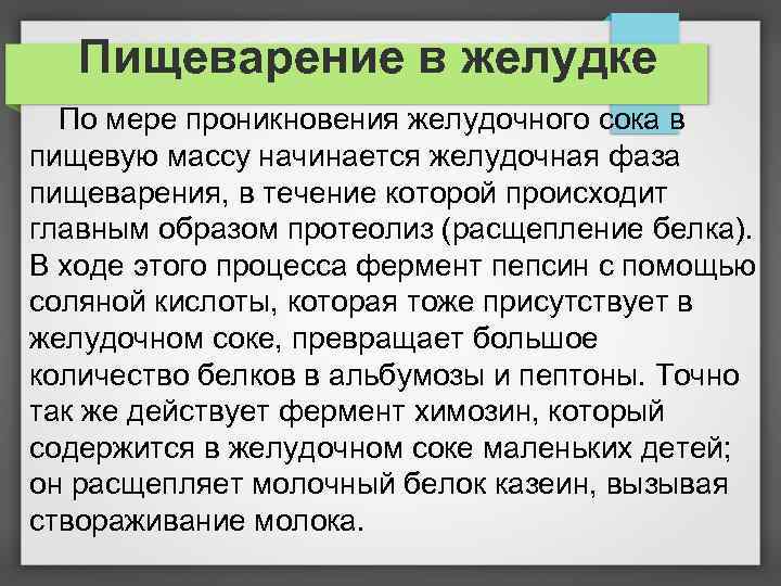Пищеварение в желудке По мере проникновения желудочного сока в пищевую массу начинается желудочная фаза