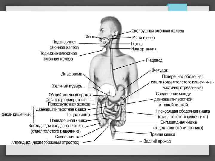 Кишечник схема со всеми отделами