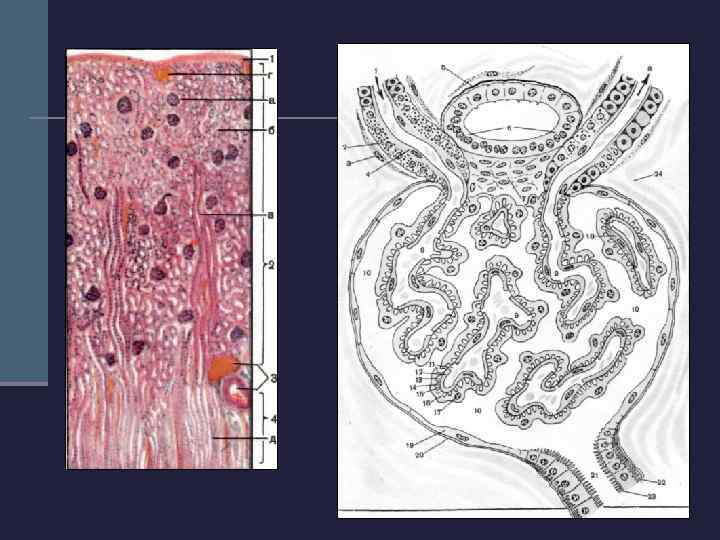  Тонкое строение нефрона Диаметр почечного тельца около 200 мкм. Сосудистый клубочек из 50