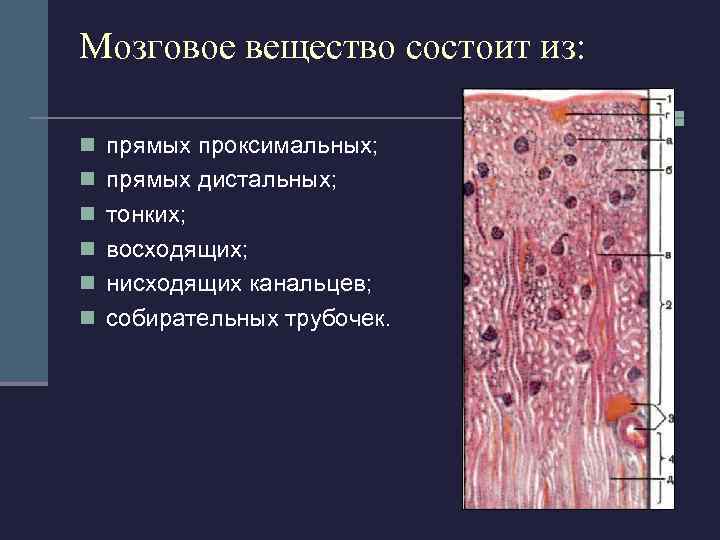 Внутренний листок образован подоцитами (отростчатые эпителиоциты), диаметр 50 мкм От подоцитов отходят отростки (цитотрабекулы).