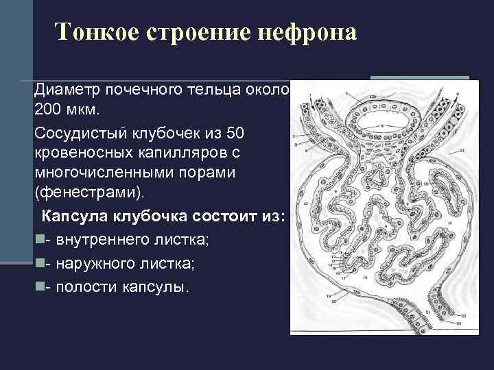  Петля нефрона состоит из: n тонкого канальца (диаметр 15 мкм)  стенка из