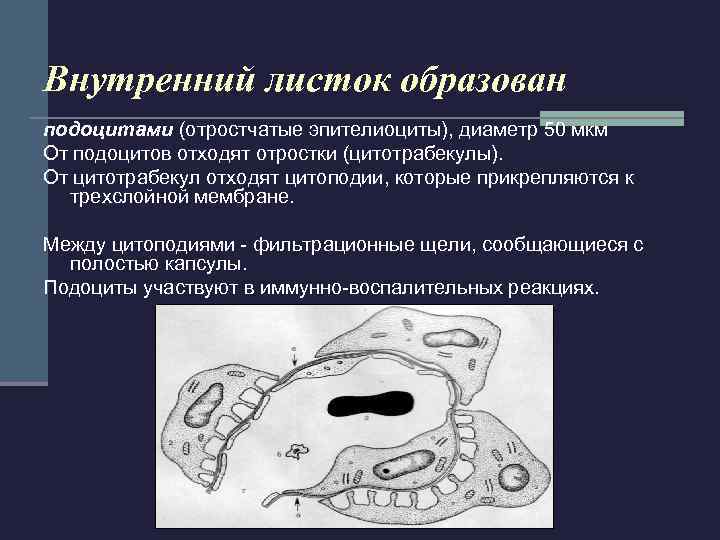  Собирательные трубочки продолжение дистальных канальцев нефронов.  В верхней (корковой) части выстланы 