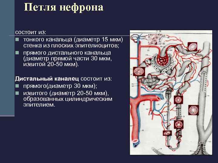  Эндокринная система почки представлена n рениновым и n простагиандиновым аппаратом.  Рениновый или