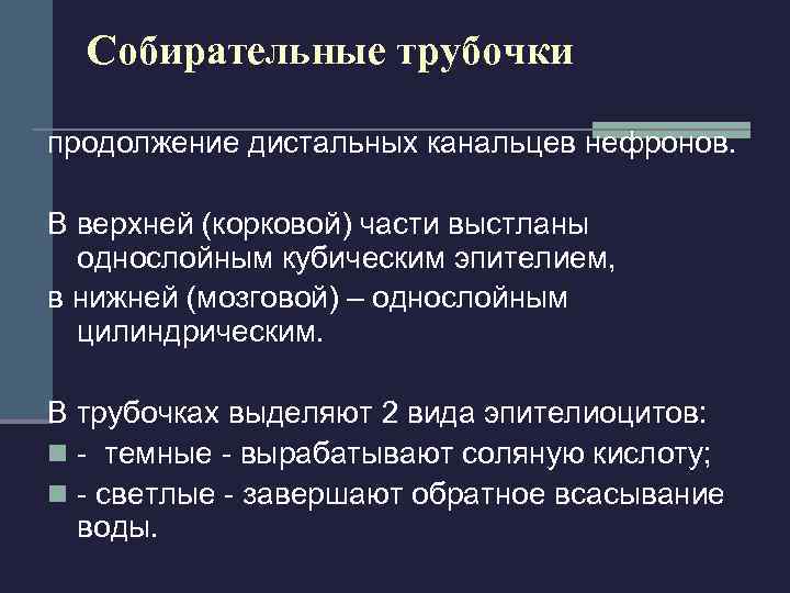 Лимфатическая система почки Представлена сетью капилляров окружающих почечное тельце и корковую часть канальцев. 