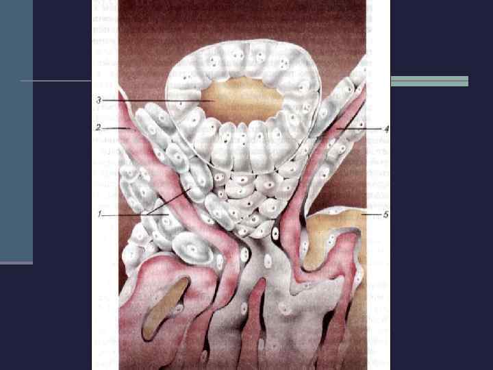  Мочеточник:  n слизистая образует  продольные складки; n подслизистая содержит  мелкие