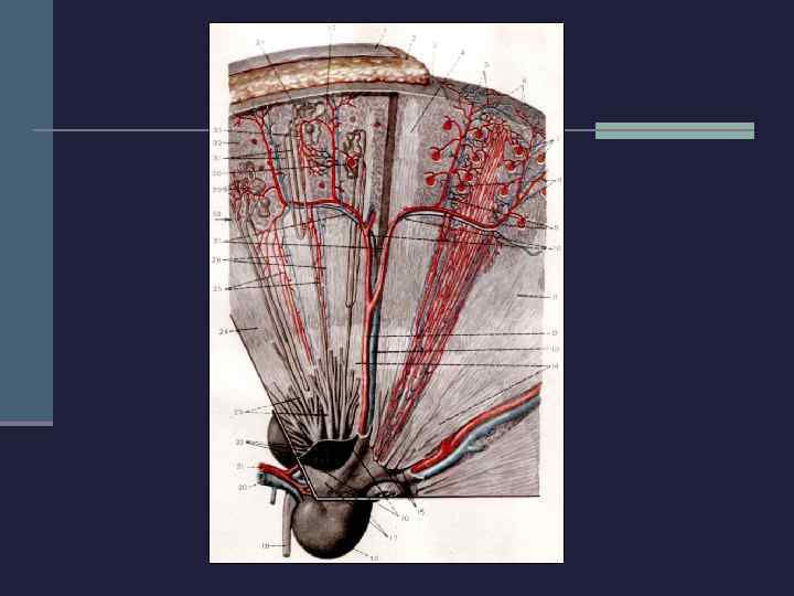 n Нефрон – структурная и функциональная единица почки.  В одной почки около 1