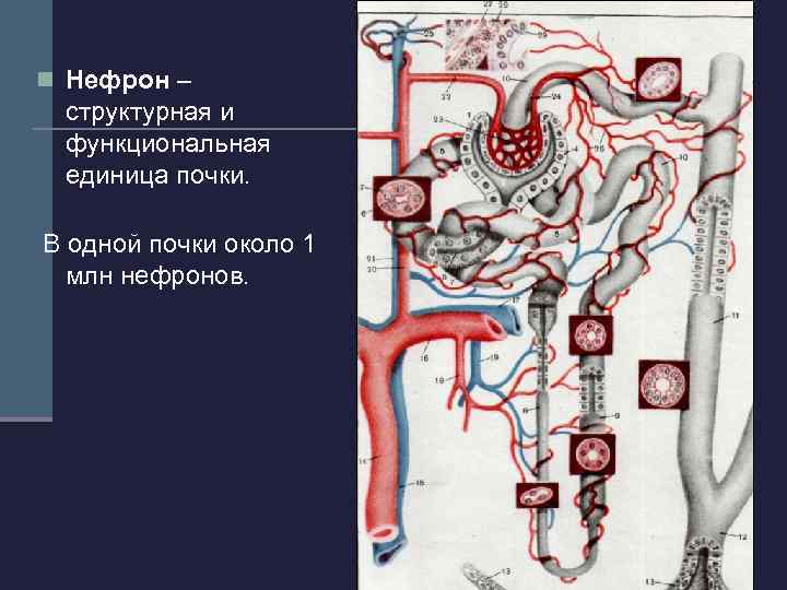   Строение нефрона n почечное тельце включает сосудистый клубочек  и капсулу клубочка