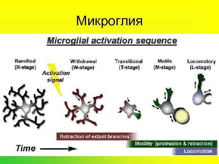 Микроглия 