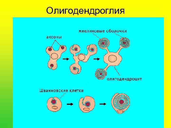 Олигодендроглия 