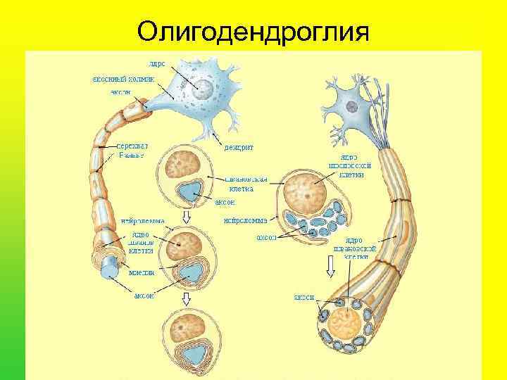 Олигодендроглия 