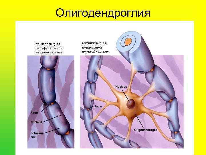 Олигодендроглия 