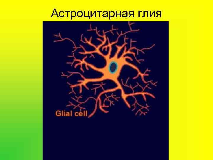 Астроцитарная глия 