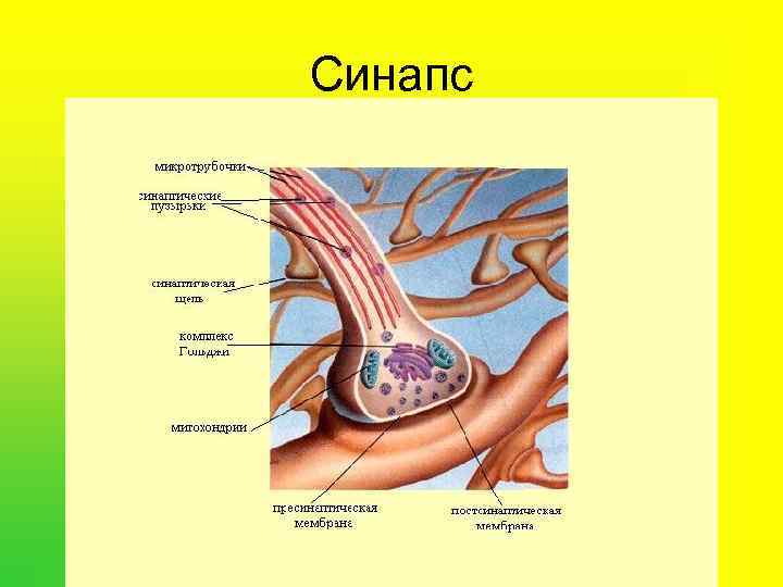 Синапс 