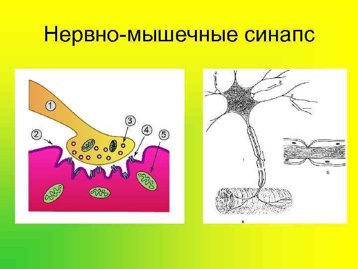 Нервно мышечный синапс передача