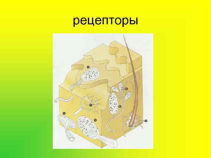 рецепторы 