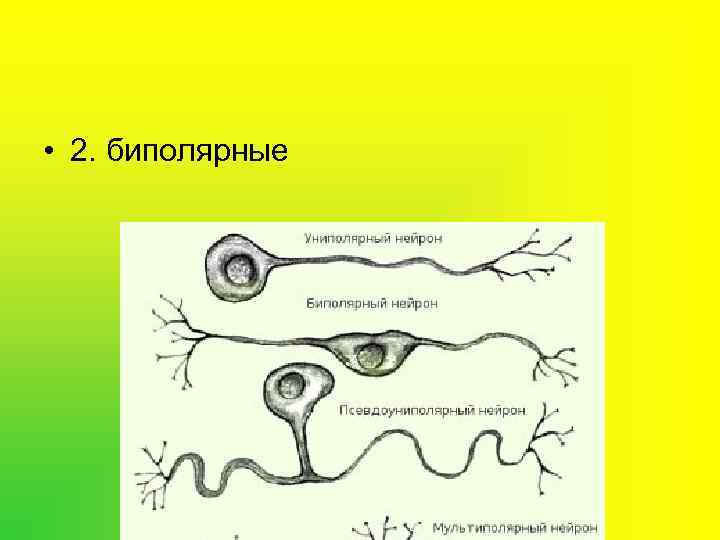  • 2. биполярные 