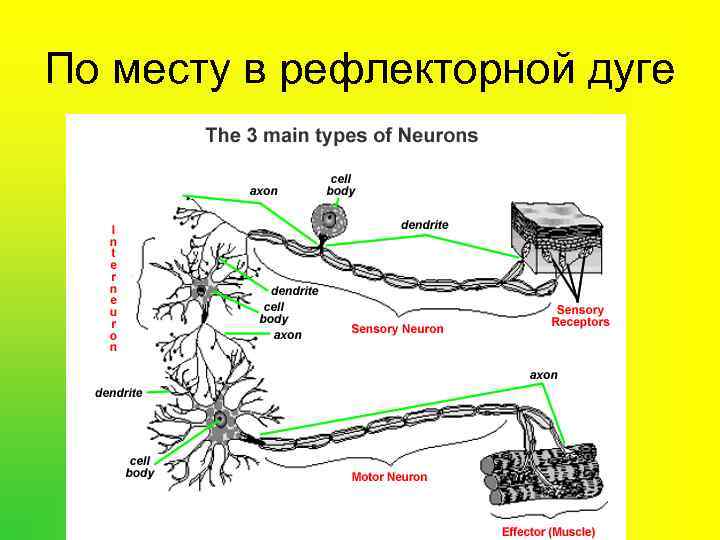 По месту в рефлекторной дуге 