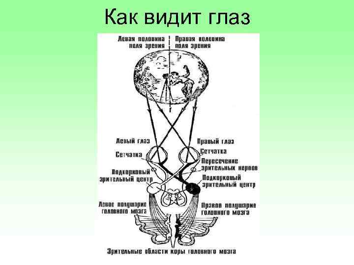 Сколько кадров видит глаз