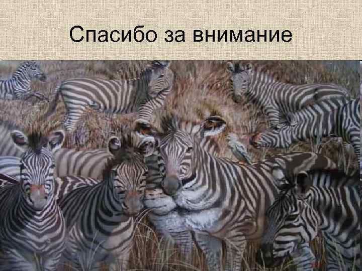 Спасибо за внимание 