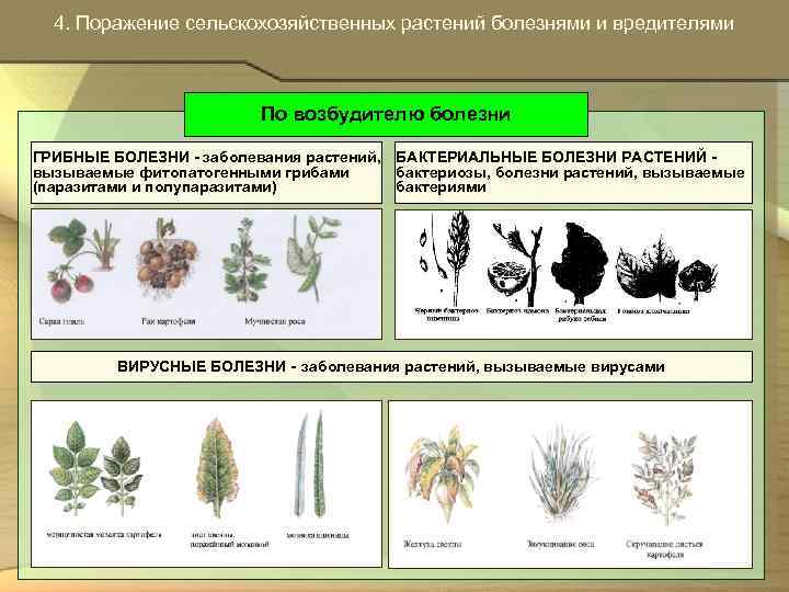 4. Поражение сельскохозяйственных растений болезнями и вредителями По возбудителю болезни ГРИБНЫЕ БОЛЕЗНИ - заболевания