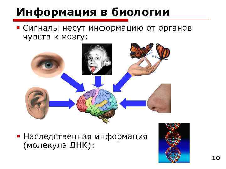 Информация в биологии § Сигналы несут информацию от органов чувств к мозгу: § Наследственная