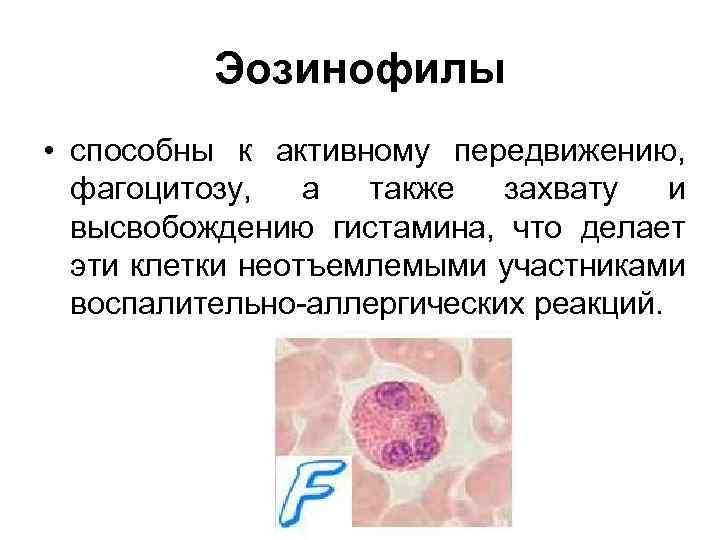 Эозинофилы • способны к активному передвижению, фагоцитозу, а также захвату и высвобождению гистамина, что